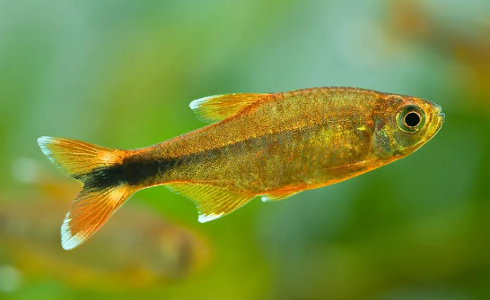 Silver Tip Tetra
