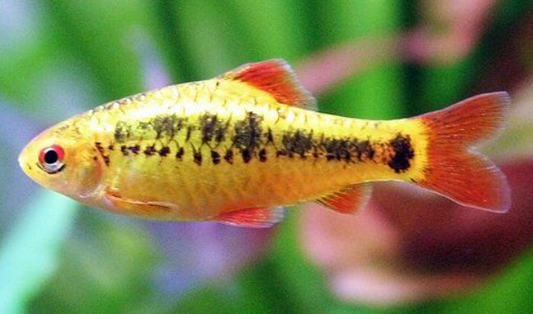 Golden Barb