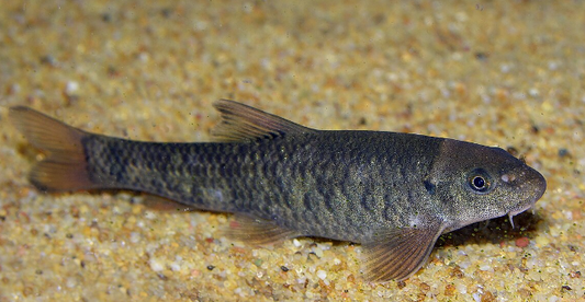 Garra Rufa (Spa Fish)