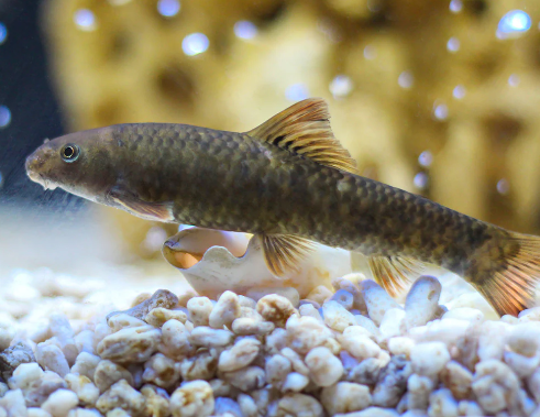 Garra Rufa (Spa Fish)