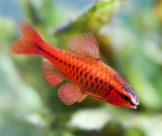Veil Tail Cherry Barb