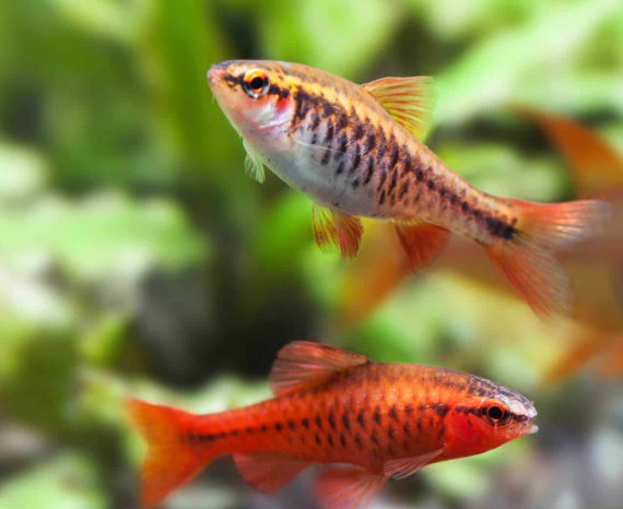 Veil Tail Cherry Barb