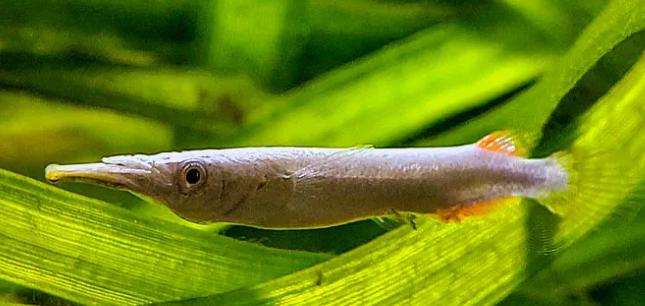 Half Beak Tetra