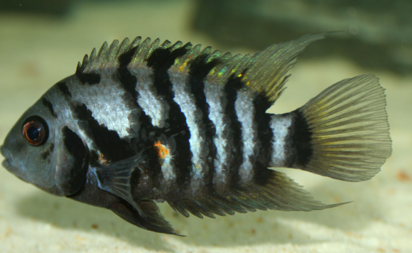 Zebra Convict