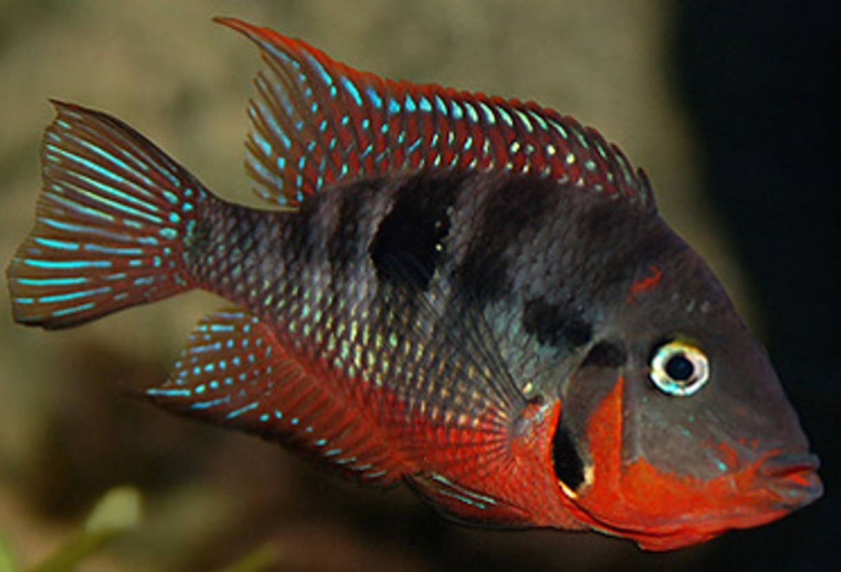 Firemouth