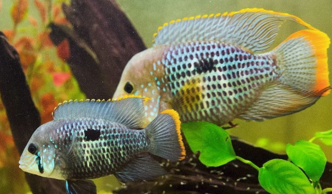 Green terror