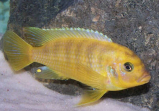 Morph Cichlid