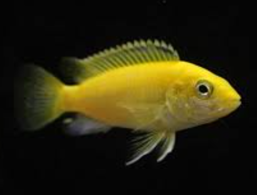 Morph Cichlid