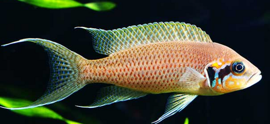 Bichardi