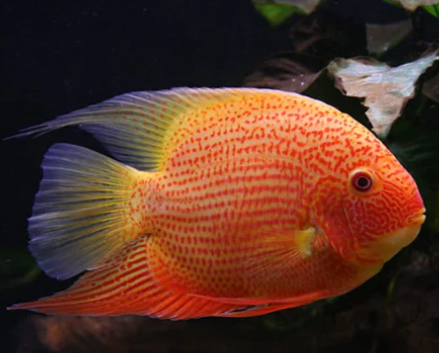 Severum Red Spotted