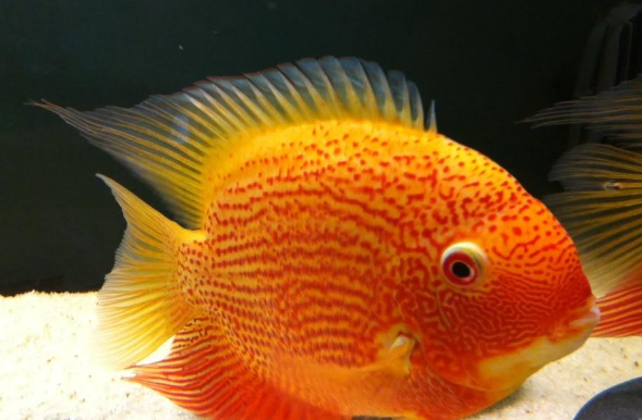 Severum Red Spotted