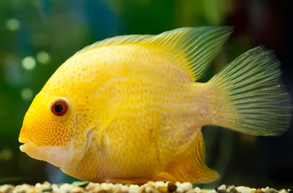 Yellow Severum