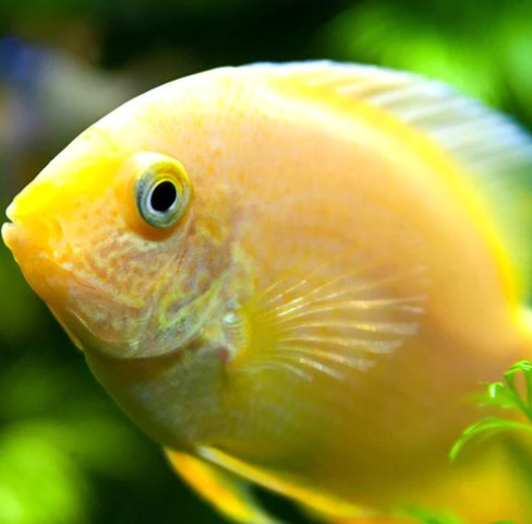 Yellow Severum
