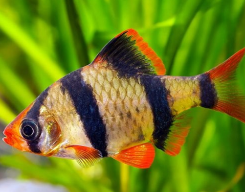 Tiger barb