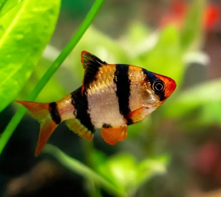Tiger barb