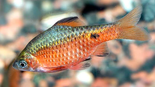 rosy barb