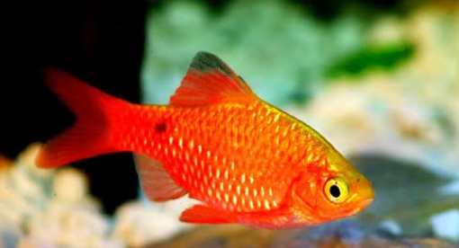 rosy barb