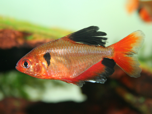 serpe tetra
