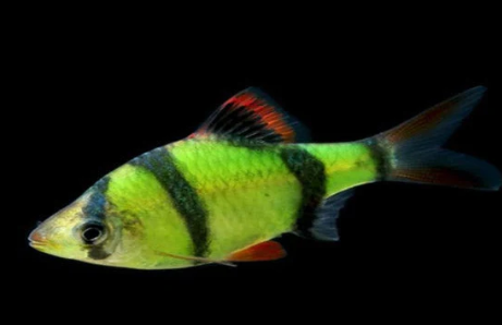 Radium Green tiger