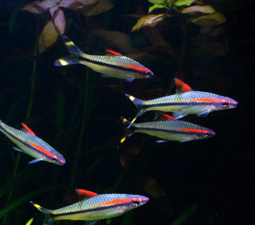 Denison Barb