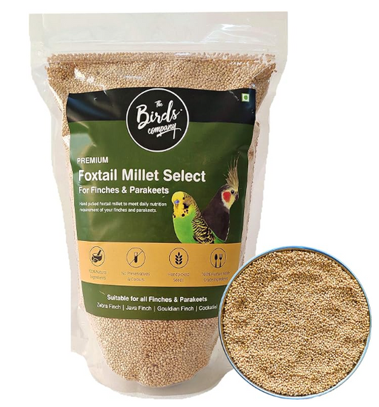 The Birds Company Foxtail Millet (Kangni), Bird Food for All Life Stages Canary, Finches, Waxbills, Budgies, Lovebirds, Cockatiels, Parrots & Parakeets, 450 g