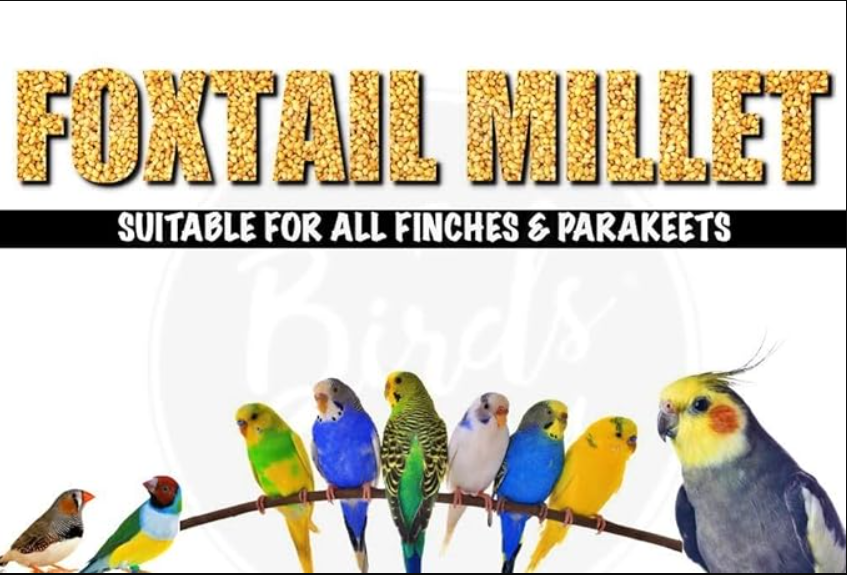 The Birds Company Foxtail Millet (Kangni), Bird Food for All Life Stages Canary, Finches, Waxbills, Budgies, Lovebirds, Cockatiels, Parrots & Parakeets, 450 g