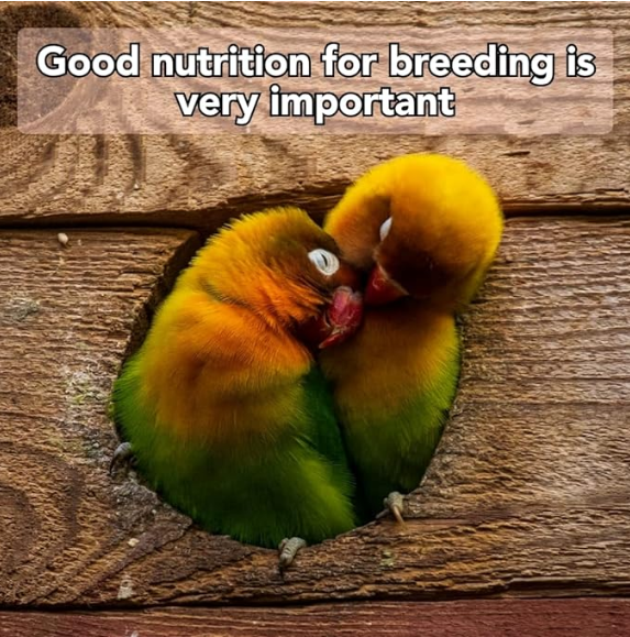 STAR FARMS Birds Care Birds Health Supplements for Improve Bird General Health Supplements - (500 ml) / Healthy Growth, Full Feathering & Brilliant Color