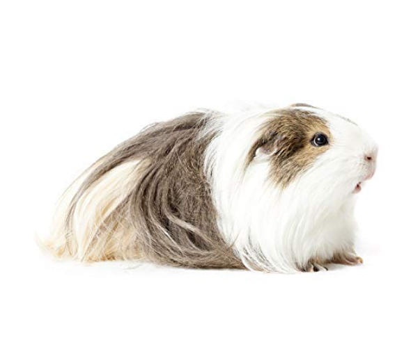 Pet Care International (PCI) Vita-Care Drop to Provide Essential Vitamin and Minerals for Healthy Hamster, Rabbit, Guinea Pig, Hedgehog, Sugar Glider etc Healthcare (Pack of 2) (30ml)