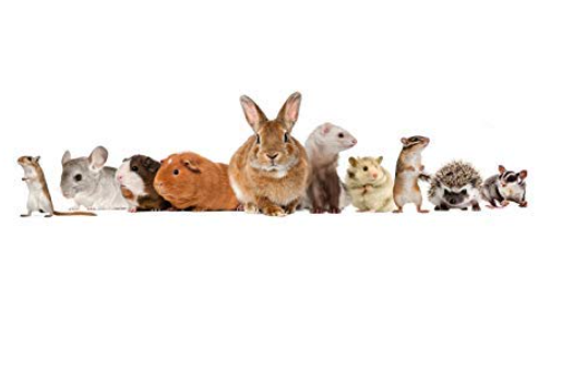 Pet Care International (PCI) Vita-Care Drop to Provide Essential Vitamin and Minerals for Healthy Hamster, Rabbit, Guinea Pig, Hedgehog, Sugar Glider etc Healthcare (Pack of 2) (30ml)