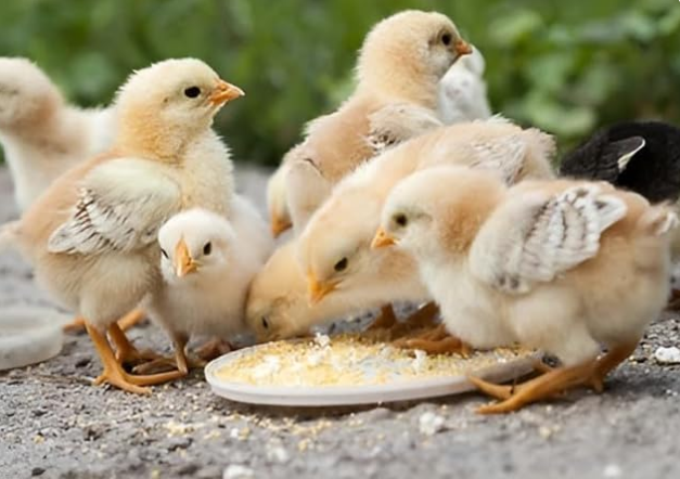 Food for Chicks 500g | Hen Food | Premium Quality Feed for Chicks and Hen | Specially formulated to Meet The Nutritional of Growing Chicks.& Hens (500gm)