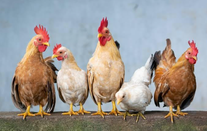 Ishaan Feeds (Adult) Food/Feed for Chicks of Hen, Broiler, Emu, Rooster, Duck, Qual (2 KG)