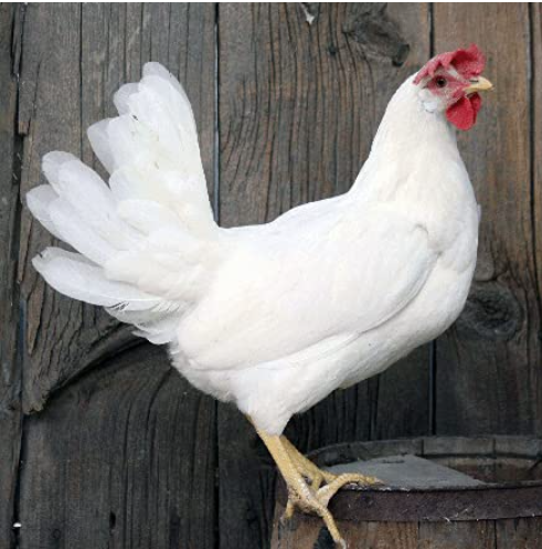 4K argo Chicken/Hen/Poultry Feed for Growing Chicken Birds, Complete Food for 6 to 20 Week Bird, 5 Kg Bio_3501B