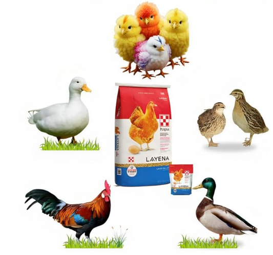 Pets Pro Food for Hen Duck Chicks Teetar Batair Feed 1Kg Teetar Batair Premium Bird Food Grower Baby Chicken, Chicks, Pellet Feed (Hen, Duck, BATER, EMU & Other)