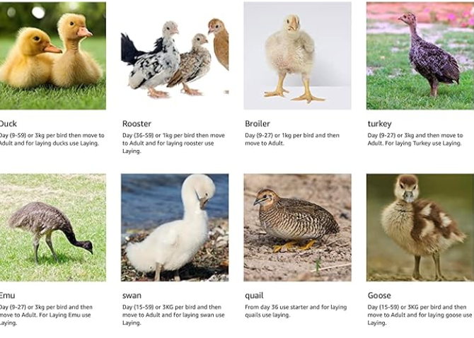 VC™ |Starter| Ideal for Duck,Quail,Emu,Turkey,Layer,Rooster,Country,Broiler.
