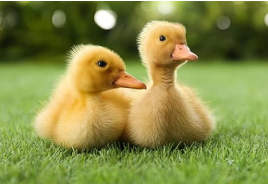 VC™ |Starter| Ideal for Duck,Quail,Emu,Turkey,Layer,Rooster,Country,Broiler.