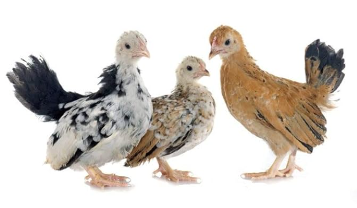 VC™ |Starter| Ideal for Duck,Quail,Emu,Turkey,Layer,Rooster,Country,Broiler.
