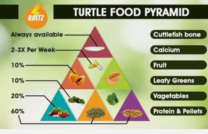 Gold tokyo turtle stickes 1kg