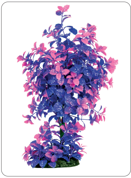 Aquarium Plants (AP-355 C)