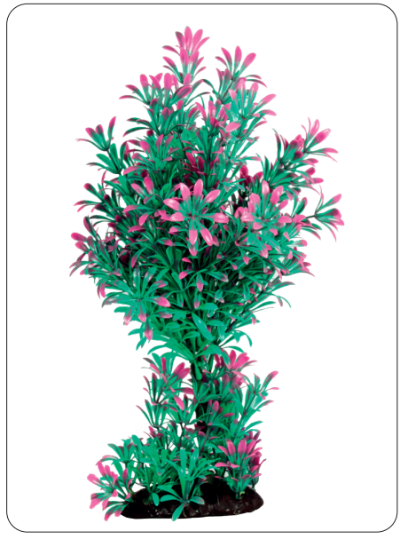 Aquarium Plants (AP-373 C)