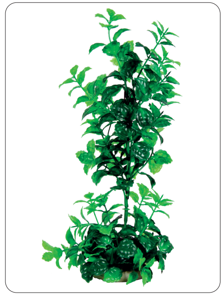 Aquarium Plants (AP-471 D)