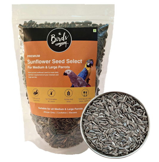 Sunflower Seed