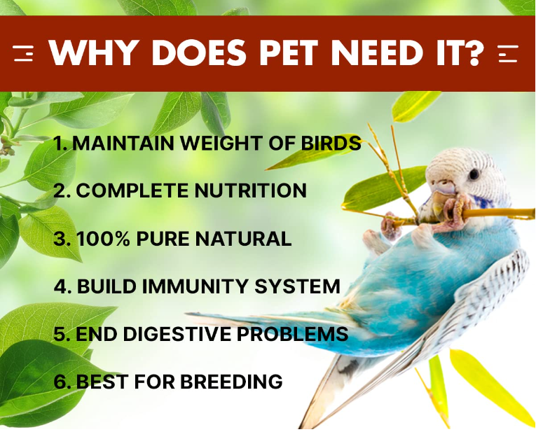 Economy Budgies Mix