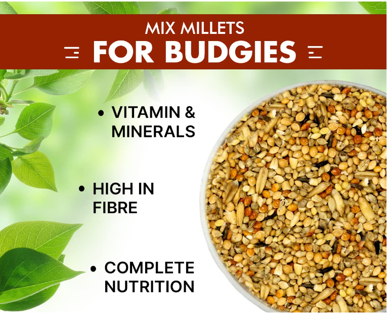 Economy Budgies Mix
