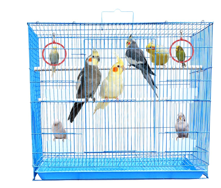 BIRDS CAGE