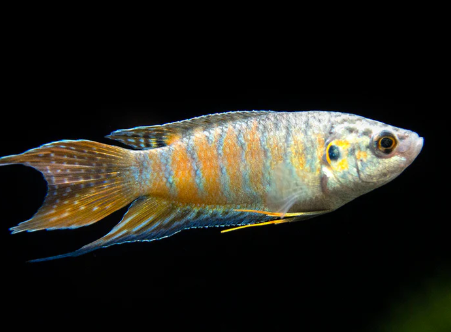 Paradise Gourami