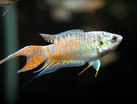 Paradise Gourami