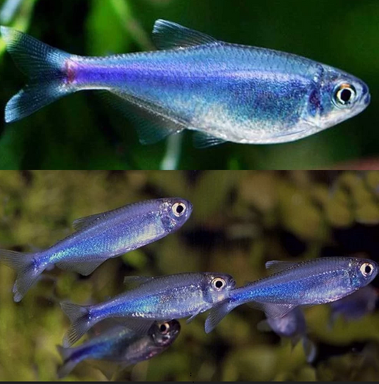 Blue King Tetra