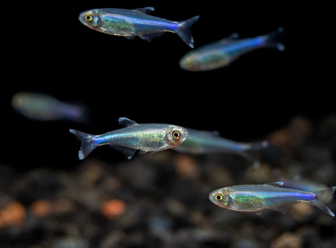 Blue King Tetra
