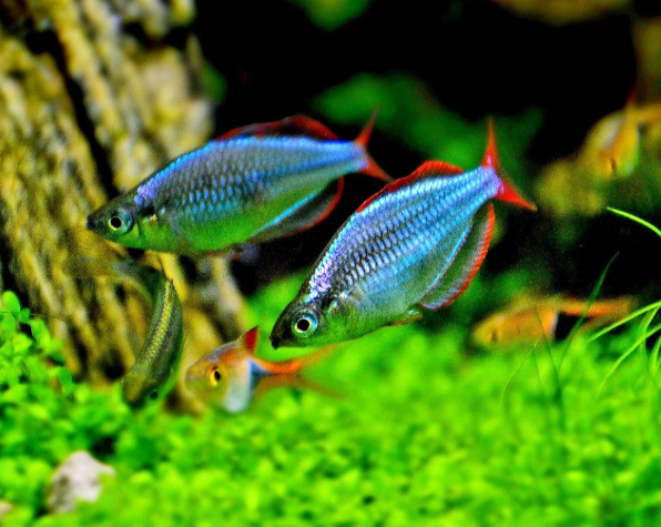 Neon RainBow