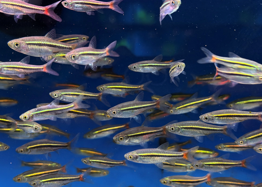 Red Tail Rasbora